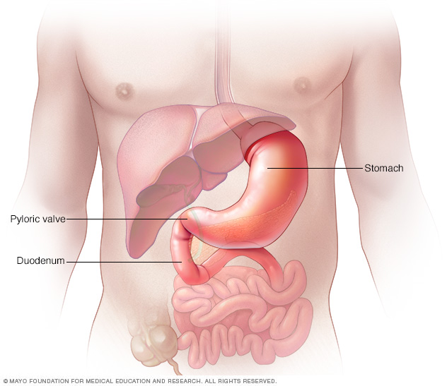 Stomach, pyloric valve and upper part of small intestine, called the duodenum