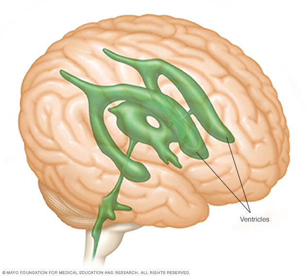 Brain ventricles 