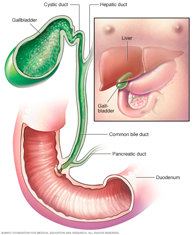 Gallbladder and bile duct