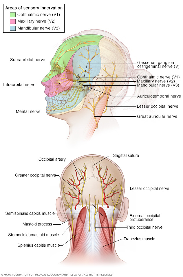 Anatomy of the skull and face