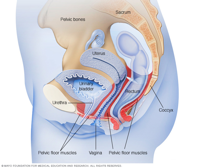 Location of female pelvic floor muscles