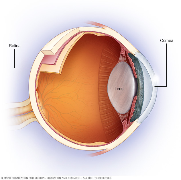 Simplified anatomy of the eye