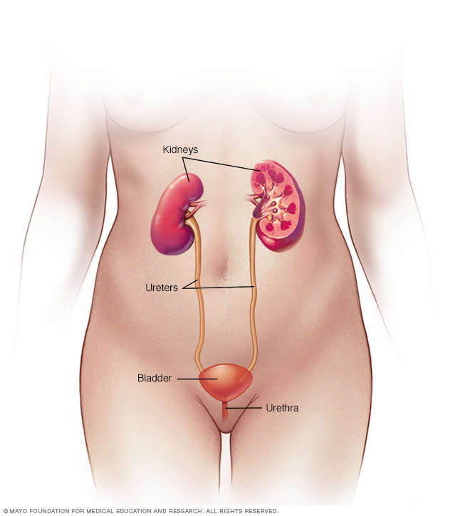 Female urinary system