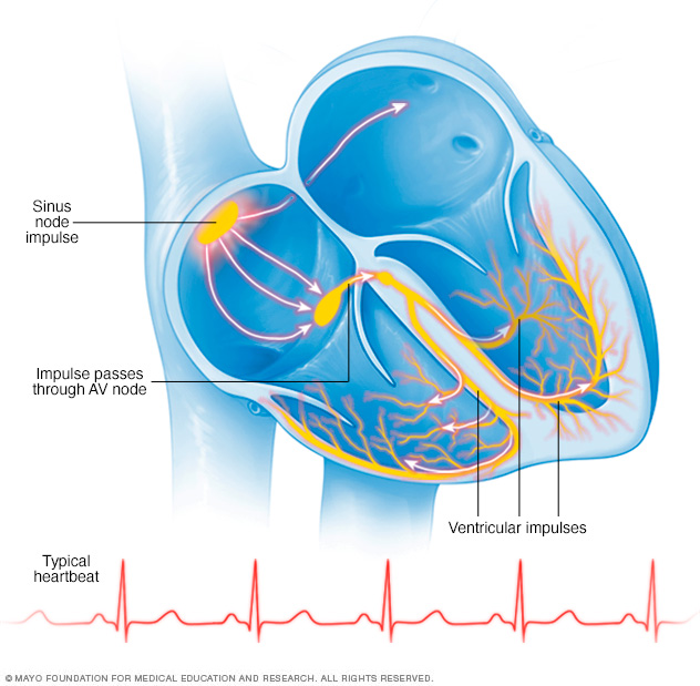 Illustration showing a typical heartbeat