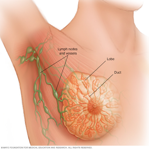 Main parts of the breast