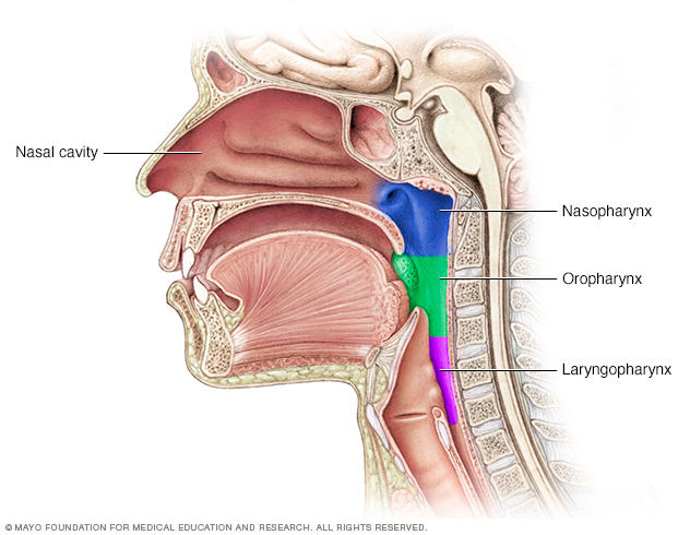 Parts of the throat (pharynx)