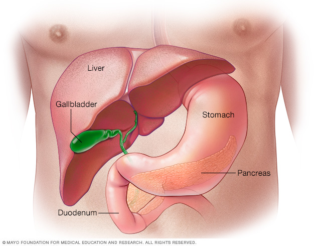Illustration showing pancreas 

