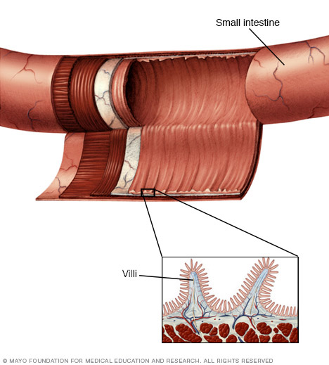 Small intestine lining and villi