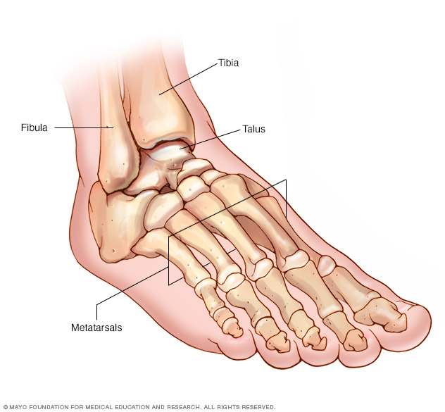 Foot and ankle bones 