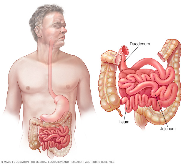 Small intestine — duodenum, jejunum and ileum