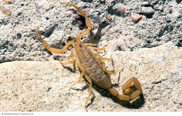 Scorpions use their tails to sting and deliver venom.