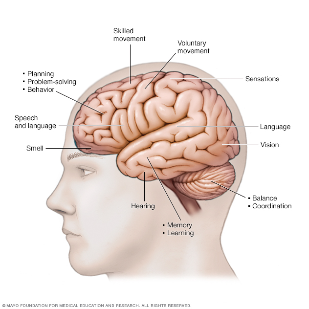 Illustration of functions of the brain 
