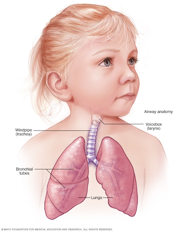 A child's healthy airway