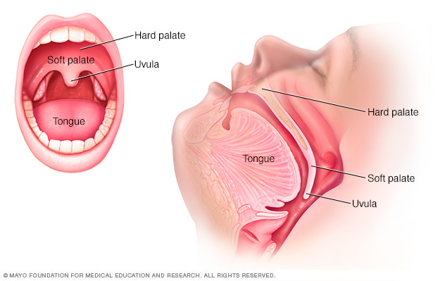 Parts the mouth, including the soft palate, hard palate, uvula and tongue.