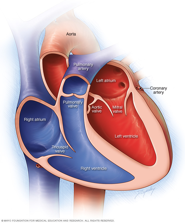 Chambers and valves of the heart