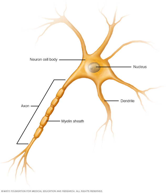 Nerve cells, showing axon and dendrites