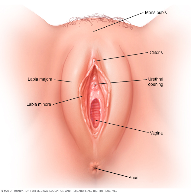 Illustration showing outer female genitalia (vulva)