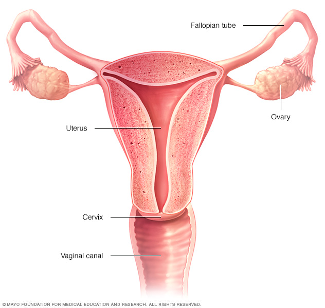 Locations of female reproductive organs