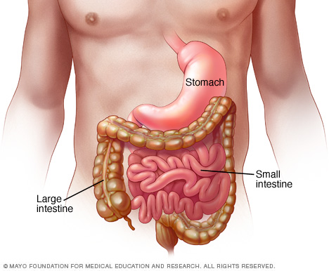 Stomach and intestines