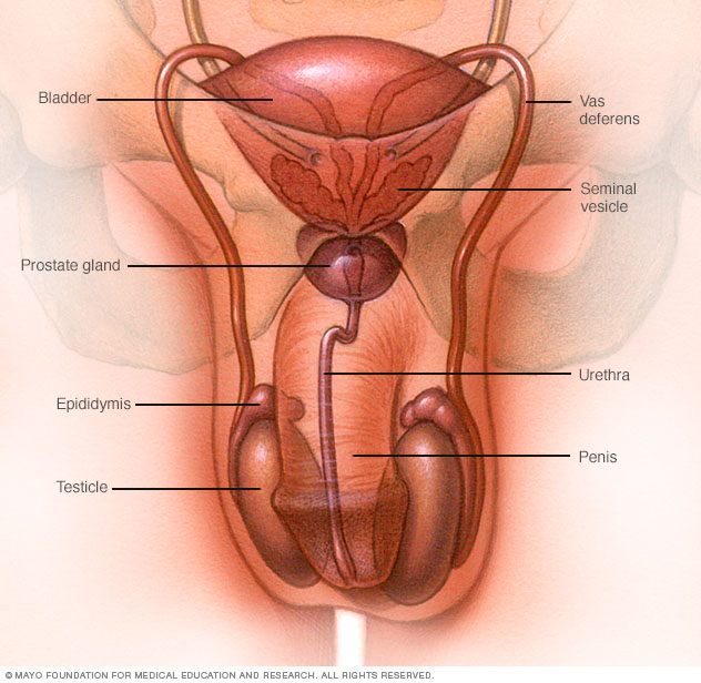 Illustration showing male reproductive organs